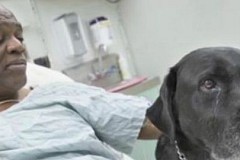 Miracle de Noël pour un aveugle et son chien à New-York. Miracle de Noël pour un aveugle et son chien à New-York.