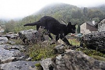 Cote d'ivoire / une sorcière avoue : le fœtus dans mon ventre se transforme en chat pour…