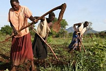 L’agriculture valorisée à travers des Journées nationales organisées à Yamoussoukro