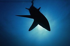 Un baigneur a été mordu par un requin en Nouvelle-Calédonie Un baigneur a été mordu par un requin en Nouvelle-Calédonie