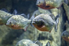 60 blessés dans des attaques de piranhas. 60 blessés dans des attaques de piranhas.