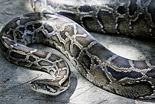 Cantal : un serpent géant de 5 mètres retrouvé dans les égouts.