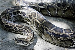 Cantal : un serpent géant de 5 mètres retrouvé dans les égouts. Cantal : un serpent géant de 5 mètres retrouvé dans les égouts.