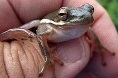 Elle découvre une grenouille dans sa salade.