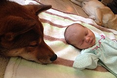 Un chiot affectueux fait craquer les internautes Un chiot affectueux fait craquer les internautes