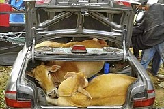 Des voleurs entassent quatre vaches dans une voiture. Des voleurs entassent quatre vaches dans une voiture.