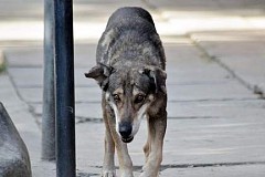 (VIDÉO) Depuis cinq ans, il pleure la disparition de son maître. (VIDÉO) Depuis cinq ans, il pleure la disparition de son maître.