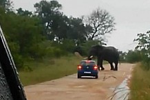  (vidéo) Un éléphant fou piétine une voiture de touristes