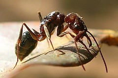 Une femme meurt suite à la piqûre d'une fourmi-magnant