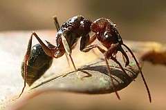 Une femme meurt suite à la piqûre d'une fourmi-magnant Une femme meurt suite à la piqûre d'une fourmi-magnant