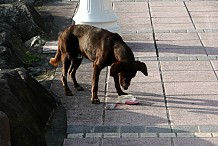 Des chiens errants s’en prennent de plus en plus à des habitants de Ferké