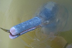 Une nouvelle espèce de dauphins de rivière découverte au Brésil Une nouvelle espèce de dauphins de rivière découverte au Brésil