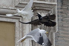 Deux colombes lâchées par le Pape François se font attaquer par une mouette et un corbeau Deux colombes lâchées par le Pape François se font attaquer par une mouette et un corbeau