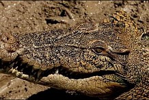 Un enfant de 12 ans happé par un crocodile
