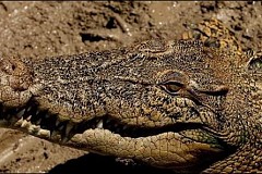 Un enfant de 12 ans happé par un crocodile
