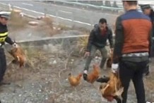 (VIDEO) Chine: Grande évasion de poulets sur une autoroute