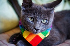 Nigeria : un chat expulsé par sa propriétaire pour cause d'homosexualité.