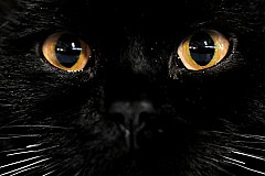 Il adoptait des chats abandonnés... pour les servir à manger à ses invités Il adoptait des chats abandonnés... pour les servir à manger à ses invités