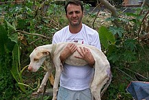Découvrez la guérison spectaculaire de Davi, un pitbull sauvé de la mort au Brésil