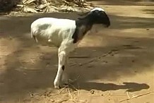 En Arabie Saoudite, cette chèvre se déplace uniquement sur deux pattes