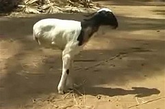 En Arabie Saoudite, cette chèvre se déplace uniquement sur deux pattes En Arabie Saoudite, cette chèvre se déplace uniquement sur deux pattes