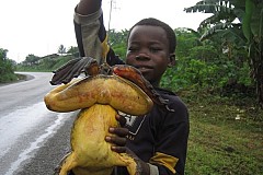 La plus grande grenouille du monde.