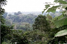 Environnement / Promotion de l’écosystème ivoirien : L’ambassadeur de Suisse visite les chimpanzés du Parc de Taï