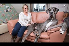 VIDÉO. Le plus grand chien de Grande-Bretagne s'appelle Freddy et devrait continuer sa croissance VIDÉO. Le plus grand chien de Grande-Bretagne s'appelle Freddy et devrait continuer sa croissance