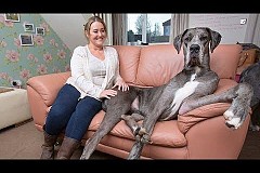 VIDÉO. Le plus grand chien de Grande-Bretagne s'appelle Freddy et devrait continuer sa croissance