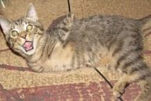 (Vidéo) Mercury, le chaton joyeux à deux pattes