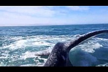 (VIDÉO) Une femme se fait gifler par une baleine