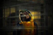 Inde: le perroquet met les enquêteurs sur la piste du meurtrier