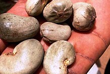 Agriculture: menace de fraude sur la commercialisation du cajou ivoirien