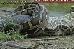 (Vidéo et Photos) Un serpent avale un crocodile à l'issue d'un combat de plusieurs heures