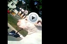 (Vidéo): un chien au guidon d'un scooter à vive allure