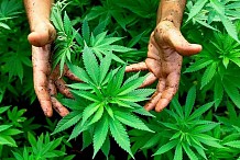 Le Maroc reste le premier producteur mondial de cannabis