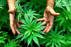 Le Maroc reste le premier producteur mondial de cannabis Le Maroc reste le premier producteur mondial de cannabis