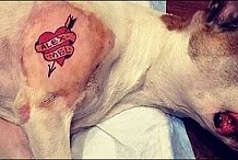 Il tatoue son chien et se fait lyncher sur le web