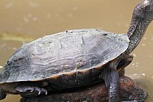 Il n'aurait pas du embrasser une tortue