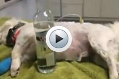 (Vidéo) Un Chien mourant sauvé par... de la Vodka