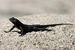 Elle trouve une tête de lézard dans sa salade Elle trouve une tête de lézard dans sa salade