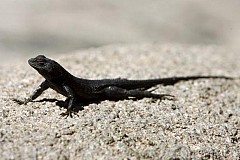 Elle trouve une tête de lézard dans sa salade