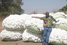 L’Association cotonnière africaine prévoit une production de cinq millions de tonnes en 2020