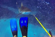 Il filme l'attaque surprise d'un requin