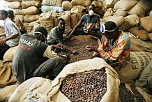 Frontière Côte d’Ivoire - Liberia : Près de 50 tonnes de cacao en partance pour le Libéria saisies