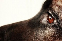 France: Une trentaine de Chiens morts retrouvée chez une Femme