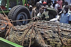 Ouganda: Un crocodile de plus d'1 tonne mangeur d'hommes capturé