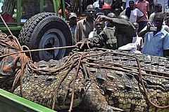 Ouganda: Un crocodile de plus d'1 tonne mangeur d'hommes capturé Ouganda: Un crocodile de plus d'1 tonne mangeur d'hommes capturé
