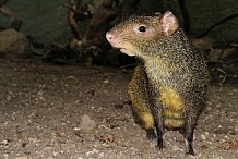 En Côte d’Ivoire, l’agouti, gros rongeur sauvage, interdit aux gourmets pour cause d’Ebola