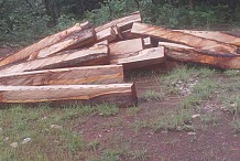 Le ramassage du bois de vène exceptionnellement autorisé pendant trois mois